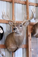 14 point Asymmetric Whitetail Deer Head Mount