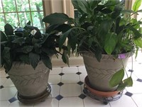 2 Live Plants w/ Planters