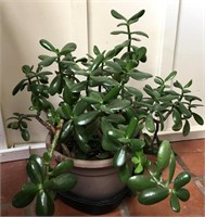 18" Jade Plant