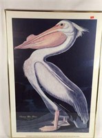 Large Framed J.J. Audubon Pelican Art