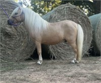 Buckwheat; Palomino Stud Pony