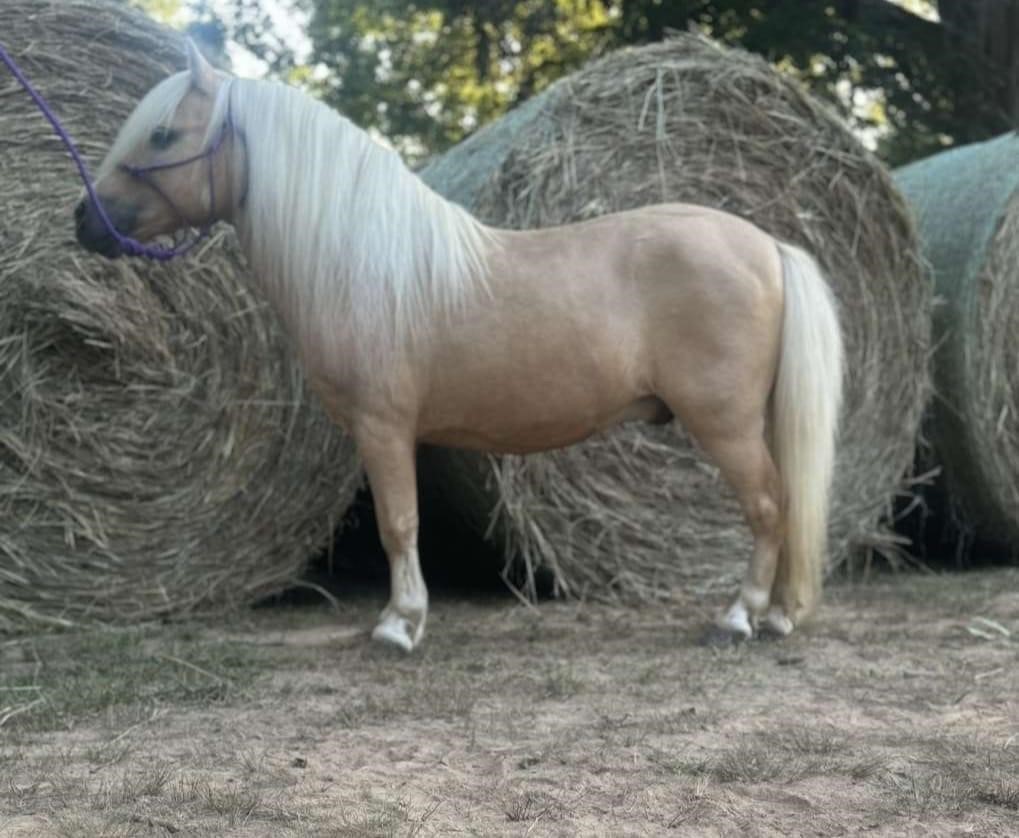 American Made Livestock Market RIDING HORSE SPECIAL