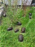 8 Adult Cherryhead Tortoises *read description