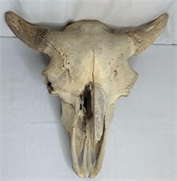 Genuine Large Bison Skull
