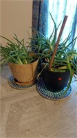 3 live aloe plants