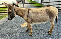 Bred Jenny Donkey