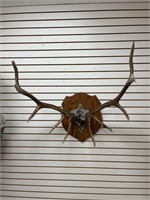 5X5 Elk Horn Mount On Wooden Plaque