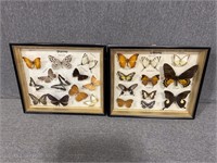 Beautiful Framed Butterflies