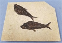 Large fish fossil plate 8.5"               (N 105)
