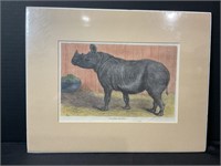 Two Horned Rhino Hand Colored London News