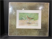 Upland Plover Color Lithograph