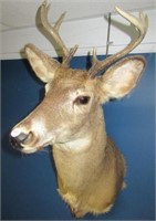 8 Point deer shoulder mount.