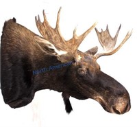 Montana Moose Taxidermy Shoulder Mount