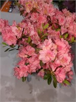 Flowers. Azalea Bush Blasuw's Pink