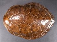 19th c. Sea Turtle Tortoise Shell Taxidermy