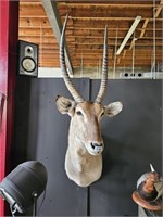 Water Buck Taxidermy Mount. Removable antlers