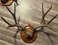 Large Mounted Horns (Living room)