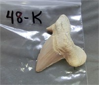 K- fossilized shark tooth