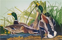 Signed Mallard Duck Print 101/750 John Audubon Ed.