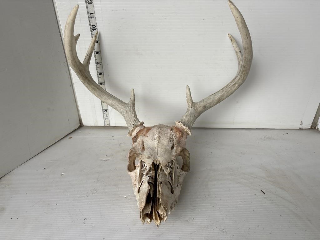 Skull with antlers