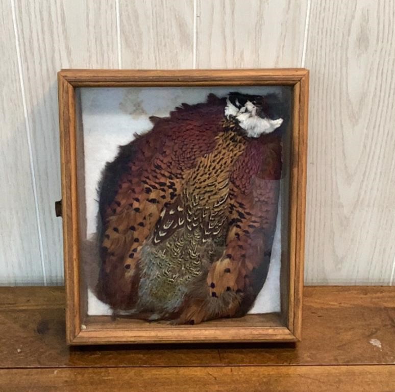 14x12" Pheasant in a shadow Box