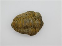 TRILOBITE FOSSIL ROCK STONE LAPIDARY SPECIMEN