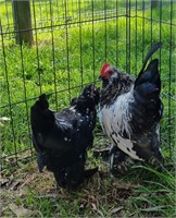 (VIC) BELGIAN D’UCCLE ROOSTER & HEN