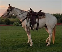 Reg 3 year old Quarter Horse mare