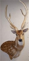 Axis / Chital / Spotted Deer Taxidermy Mount