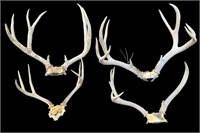 Mule Deer Antlers