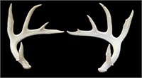 Whitetail Deer Antlers