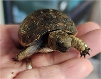 Black greek tortoise baby