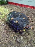 3 Adult fm cherry head tortoises