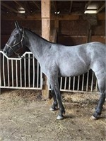 Blueberry - 2yo Blue Roan QH Filly