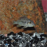 Small Red Hump Geophagus