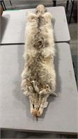 COYOTE PELT 55" NOSE TO TAIL