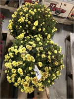 Pair of mum plants--yellow