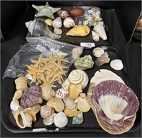 Very Neat Sea Shells, Conches, Star Fish.