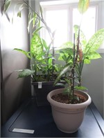 2 plants