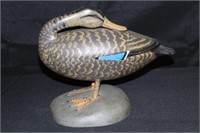 Full Size Standing and Sleeping Black Duck Decoy