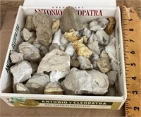 Box of fossils and specimens