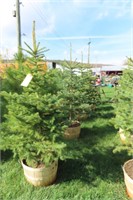 BLUE SPRUCE THIS IS 4 TIMES THE BID AMOUNT