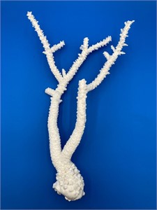 Natural 18” Acropora Florida Branch Coral