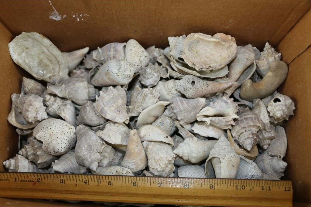 Box Full of Sea Shells