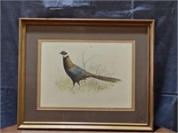 Pheasant Art Picture