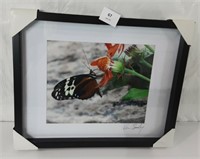 FRAMED PHOTO - BUTTERFLY - 15" X 12" - SIGNED