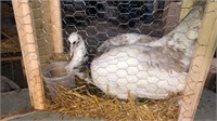 Purple Silver Pied Peahen * 5 Yrs Old