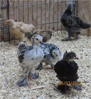 4 unsexed-Standard Brahma Assorted Chicks