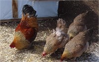 1 Dozen-Hatching Eggs-Standard Creole Brahma