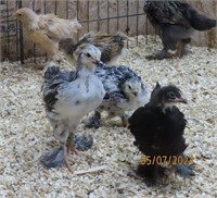 4 unsexed-Standard Brahma Assorted Chicks